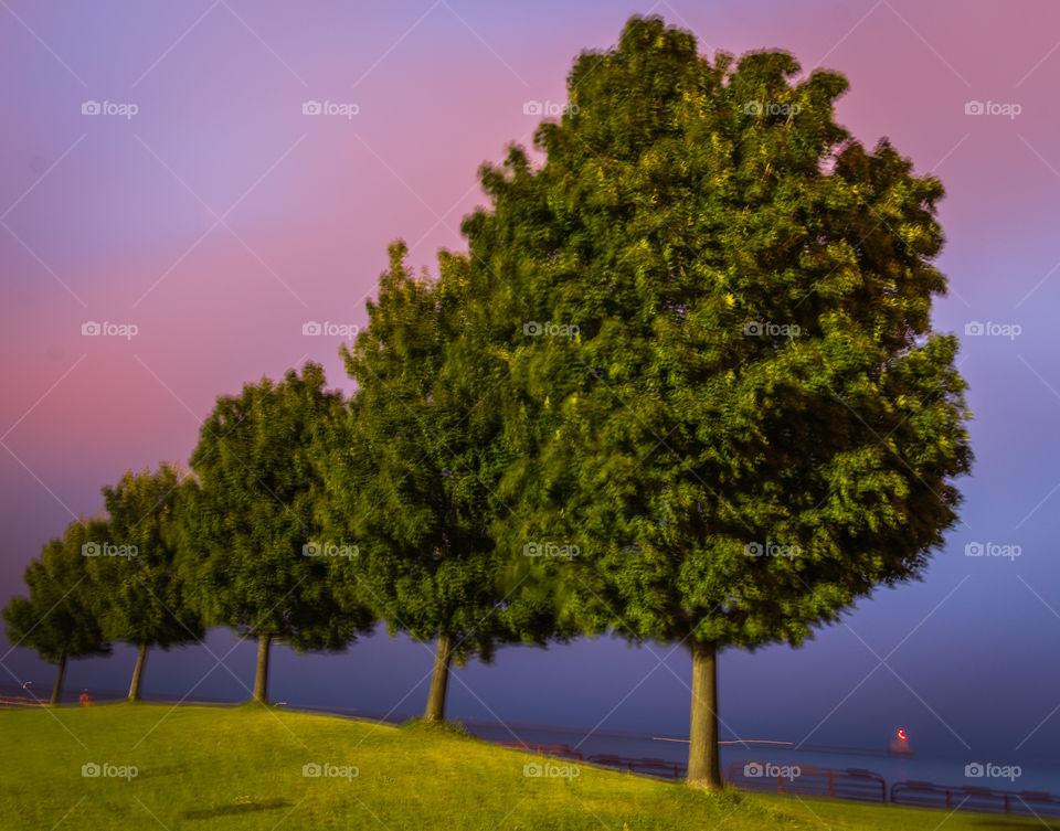 Row of trees at sunrise. A row of maple trees at sunrise on Lake Michigan in Milwaukee, Wisconsin 