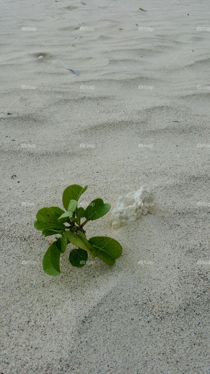 A plant growing in the beautiful white sand of Cuba with a piece of coral