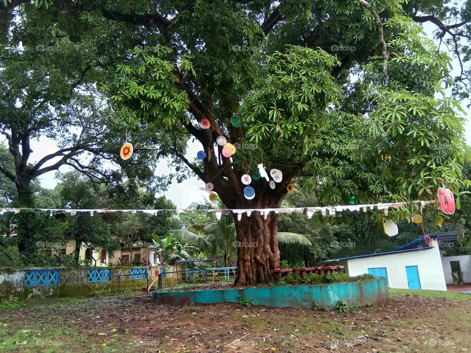 Tree in school ground