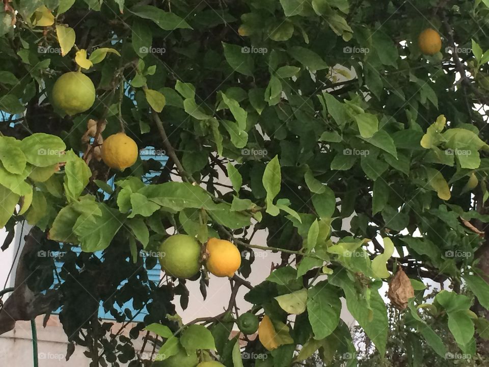 Lemon tree