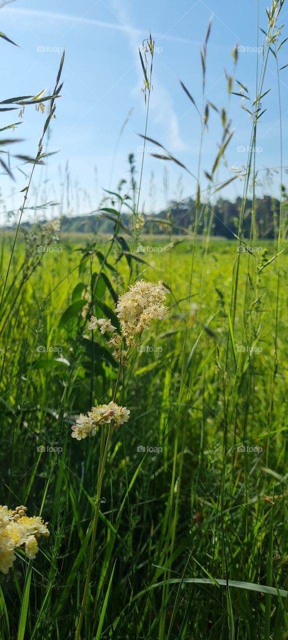 Flower meadow