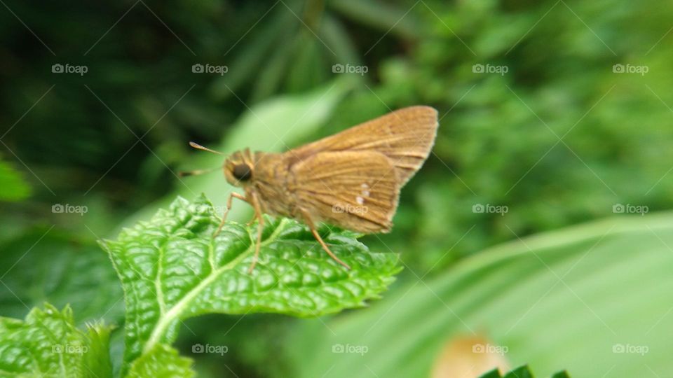 Beautiful butterfly perched on a wet leaf