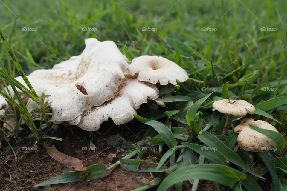 Mushrooms in the field 