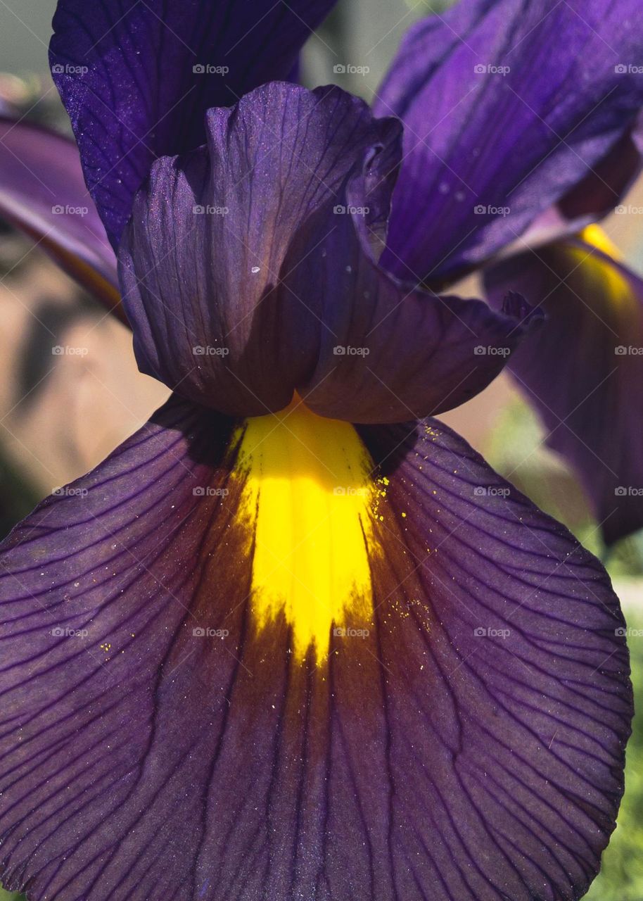 Close up of a Spanish Iris flower