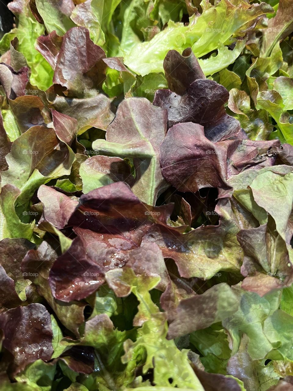 Vegetable around us, Countryside (Thailand)