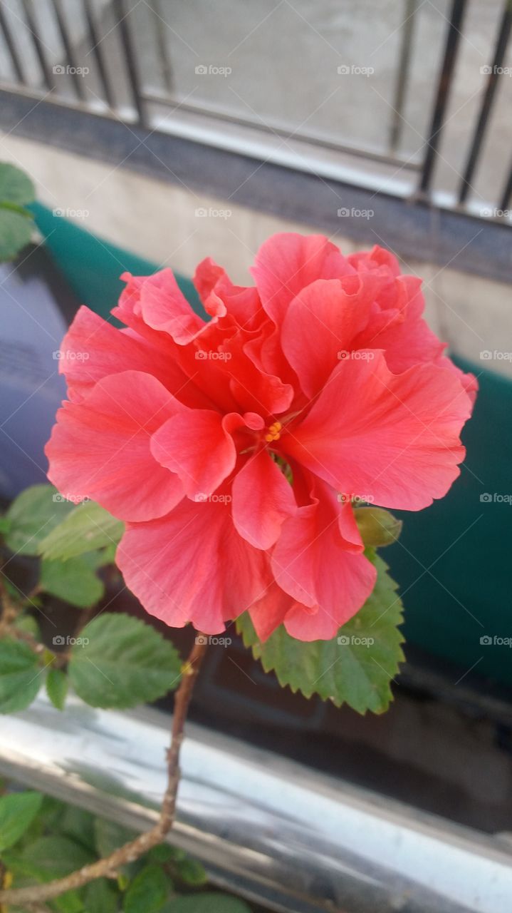 hibiscus