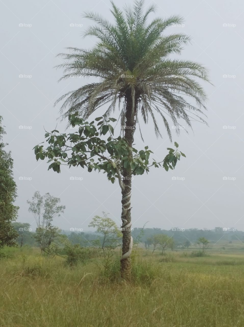 2 in one 🌲🌲🌲