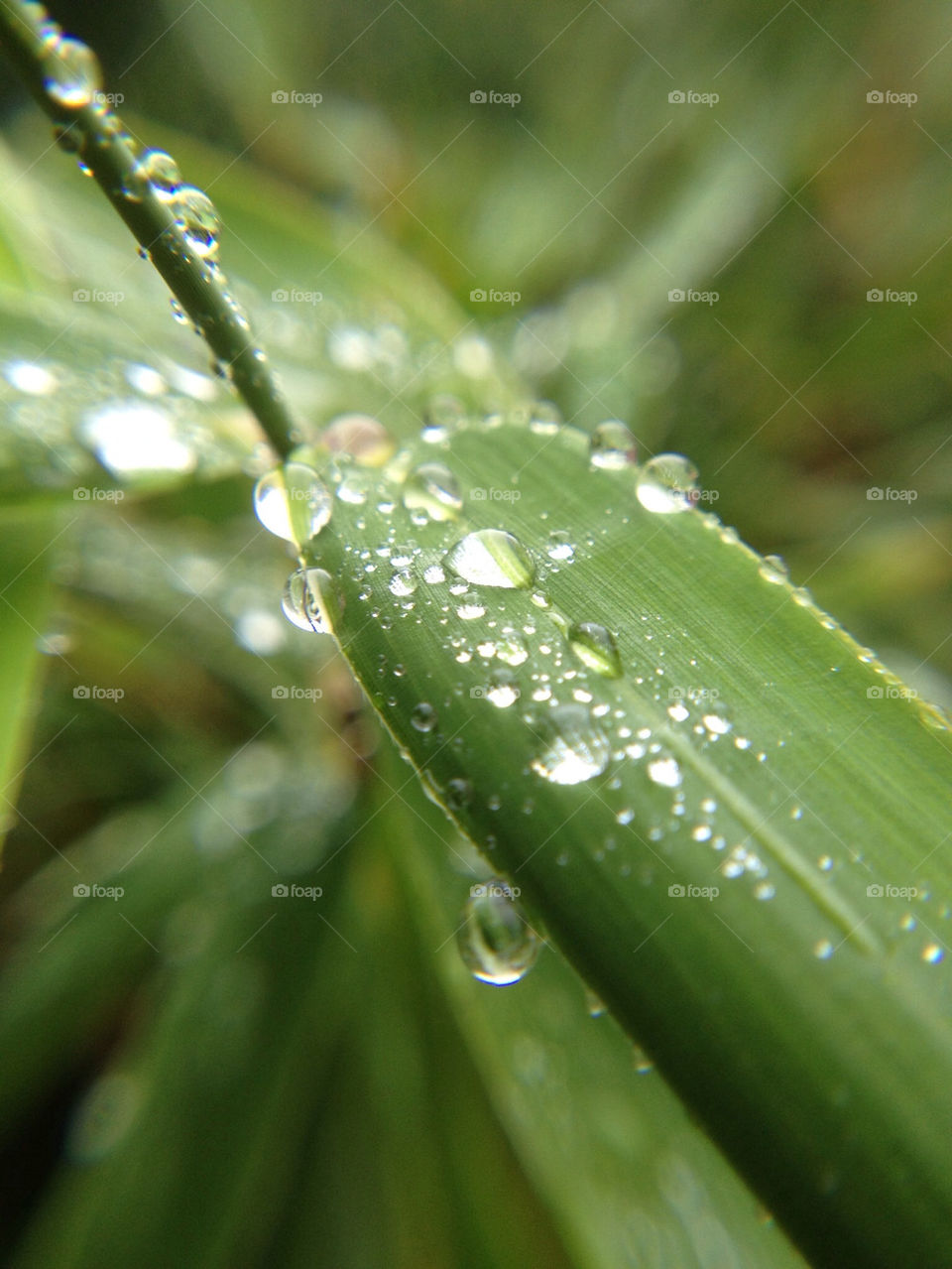 green garden nature macro by cyrano