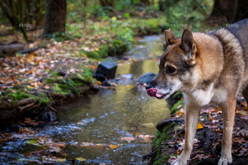 Wolfs-dog drinks in the stream