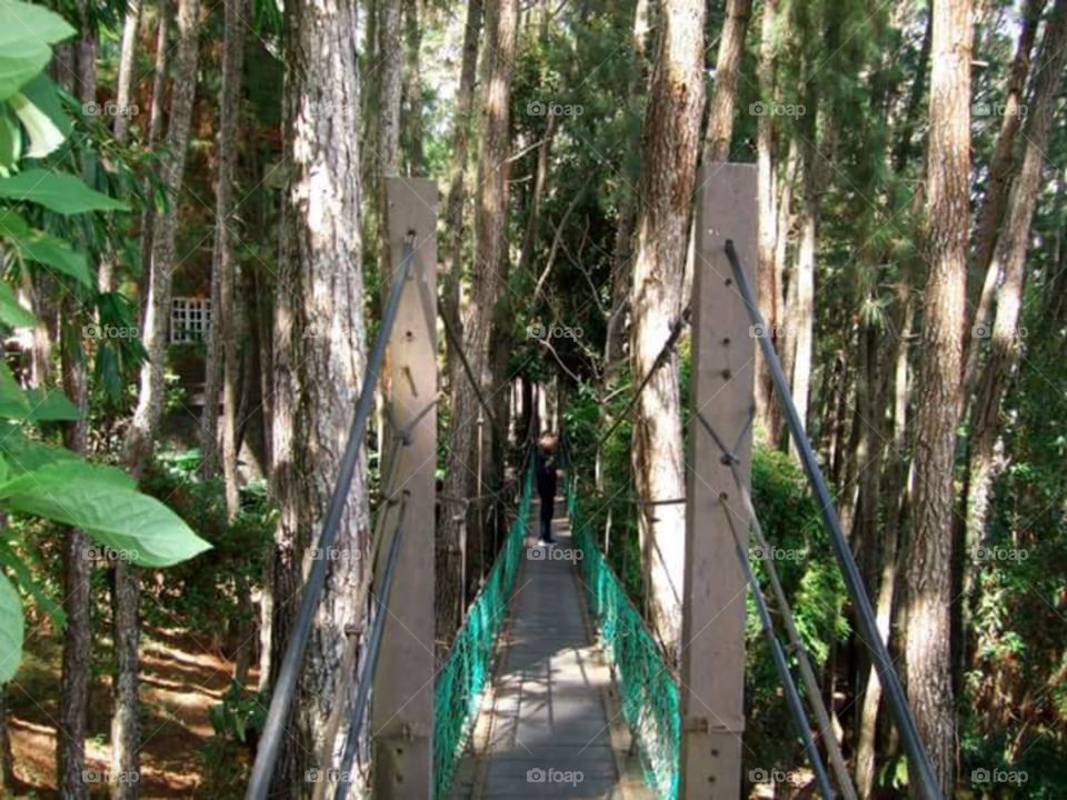 Small bridge ... tall trees