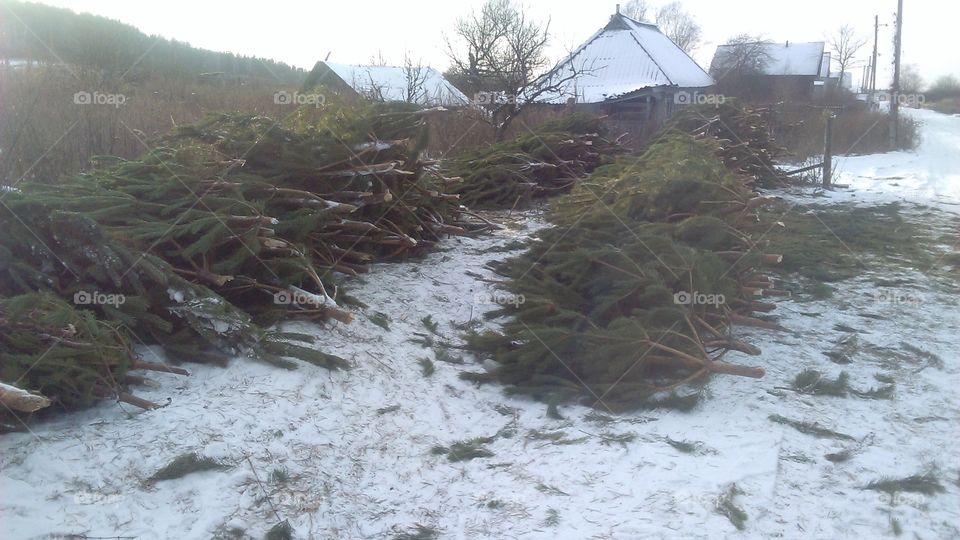 The christmas trees stacked on the ground prepared for the new year