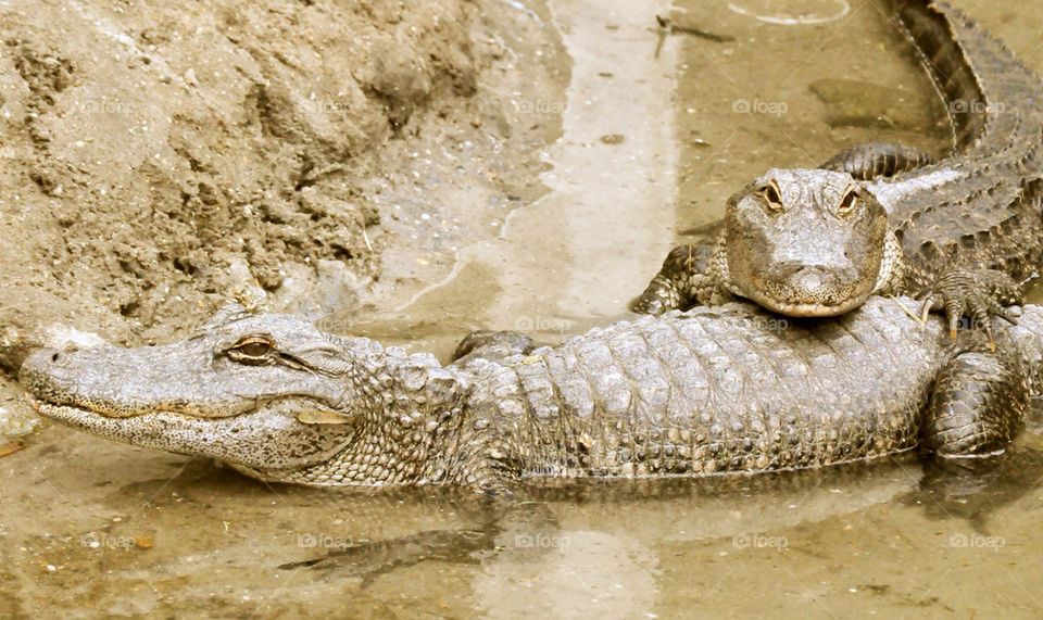 myrtle beach south carolina alligators gators by refocusphoto