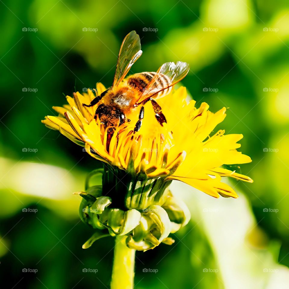 Detailed macro of a hardworking bee, intensely focused on pollinating a vibrant dandelion.