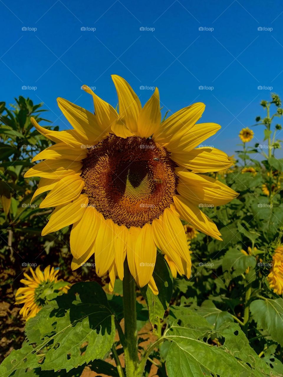 Sunflower 