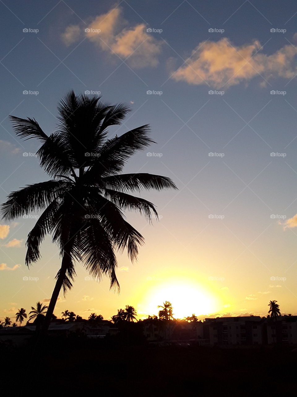 sunrise and palm silhouette