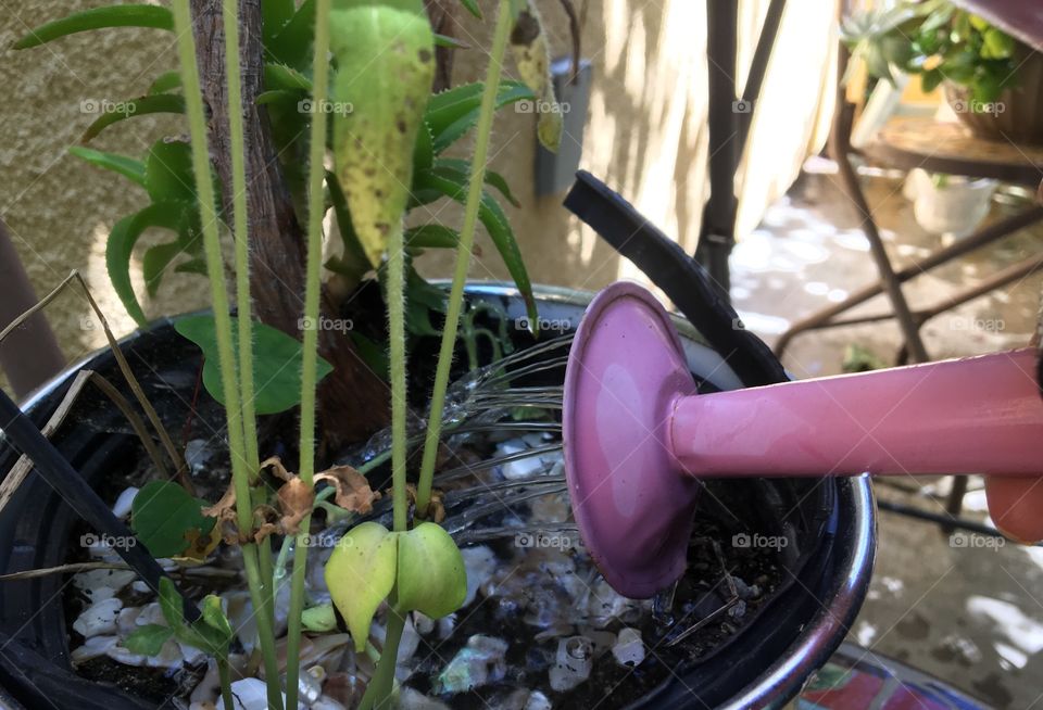 Garden, Flower, Flora, Agriculture, Nature