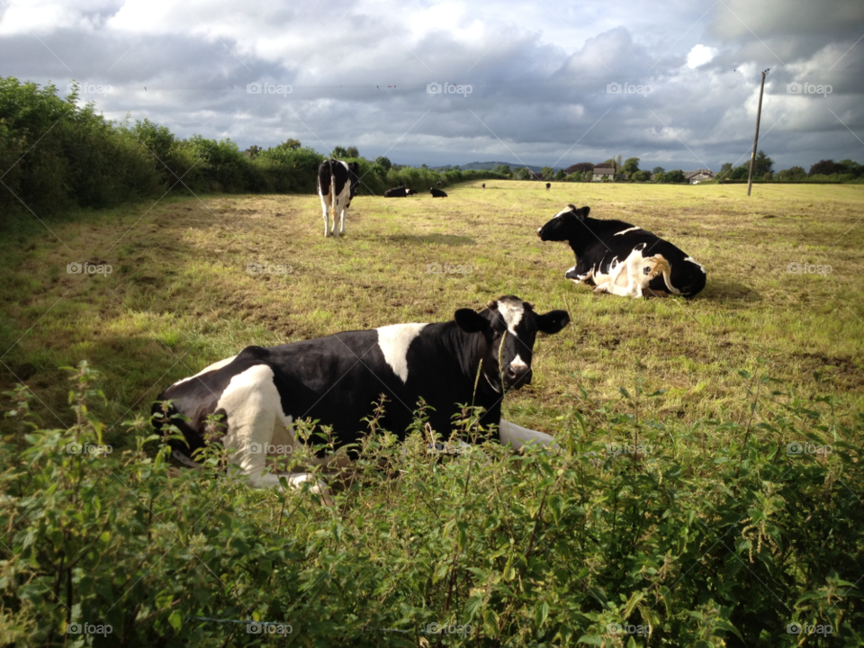 grass moo sky field by TurdOnTheRun