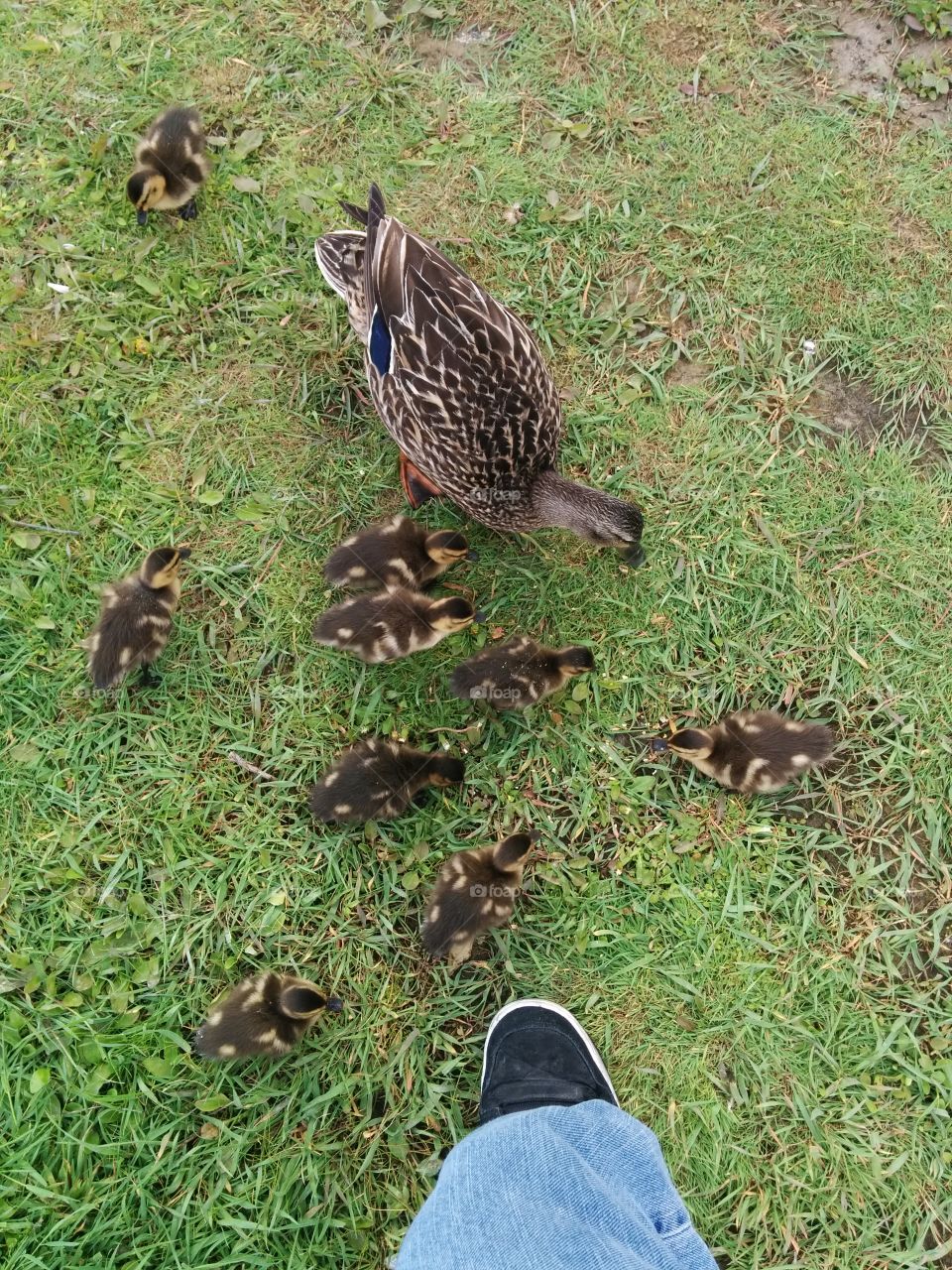 Ducklings top view. ducklings so close to my shoe