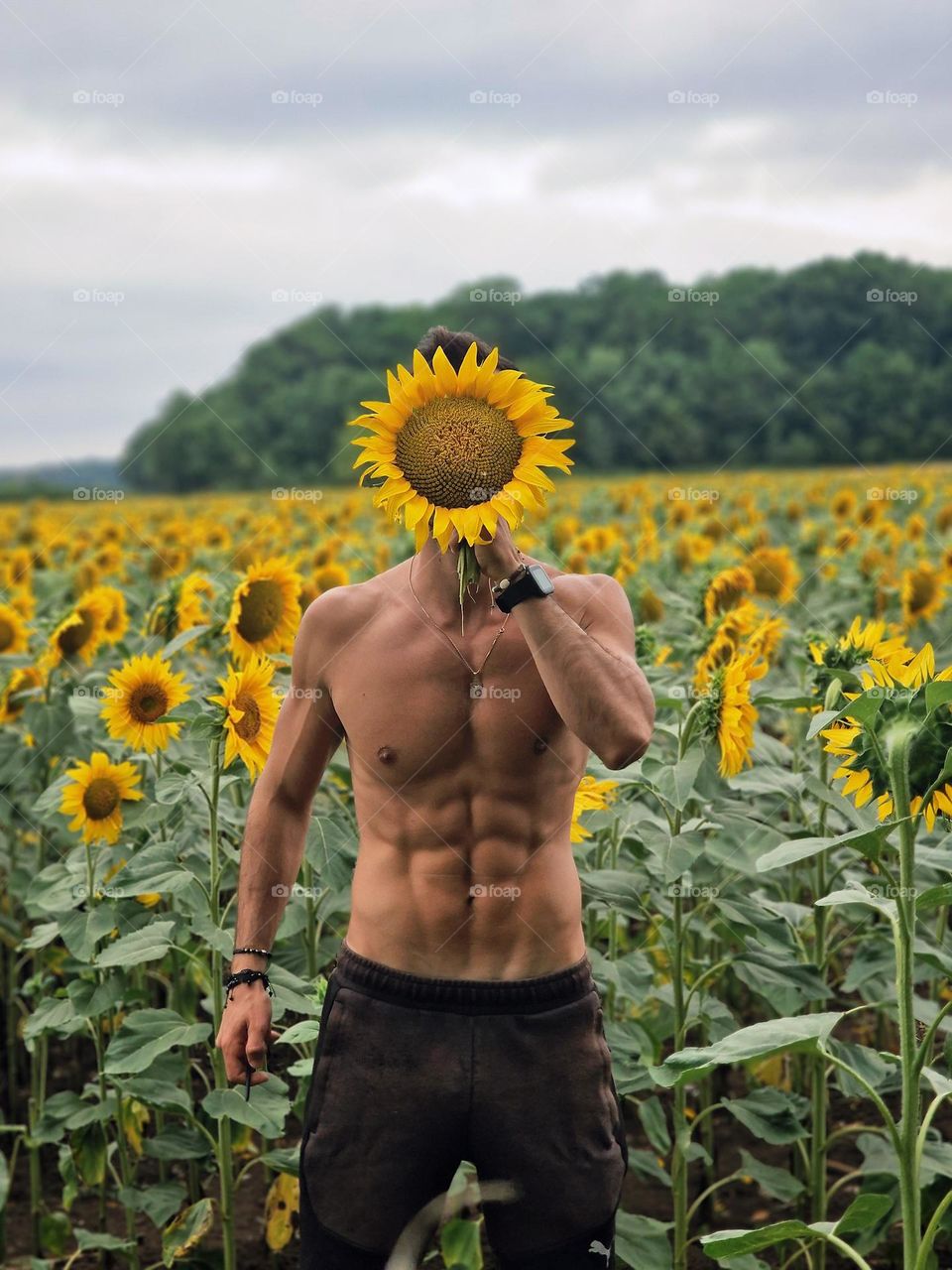 Sunflower field