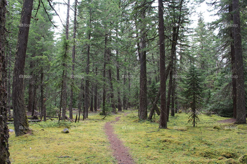 forest trail