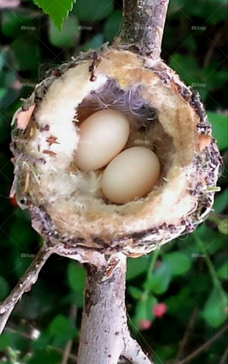 Hummingbird eggs