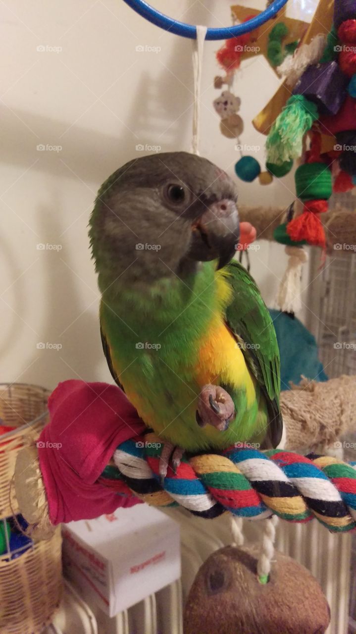senegal parrot
