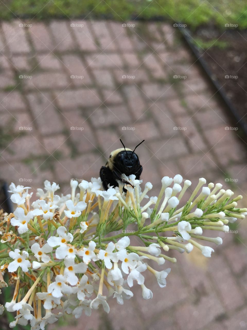 Flower, Nature, Bee, Insect, Outdoors