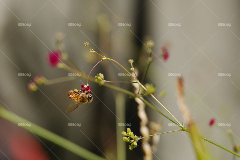 Bee collecting pollen.