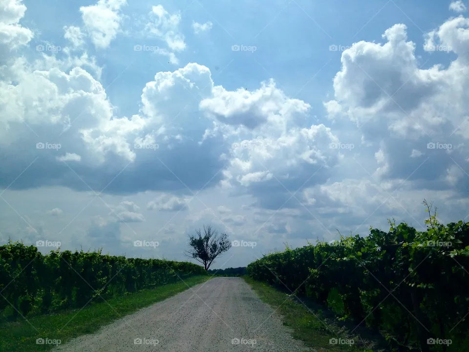 Winery Road