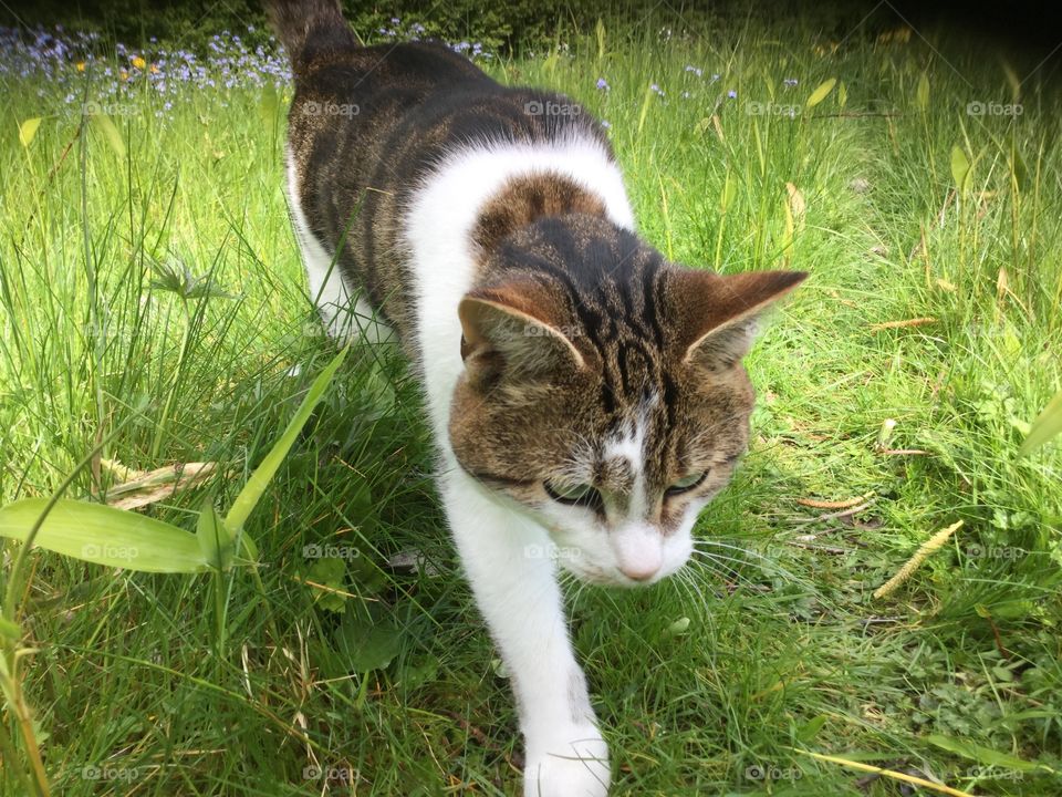 Cat. Cat in garden