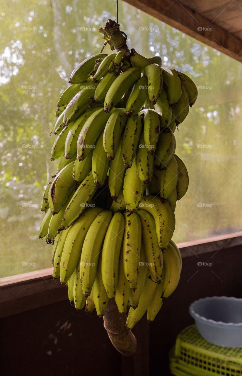 Bananas hanging indoors