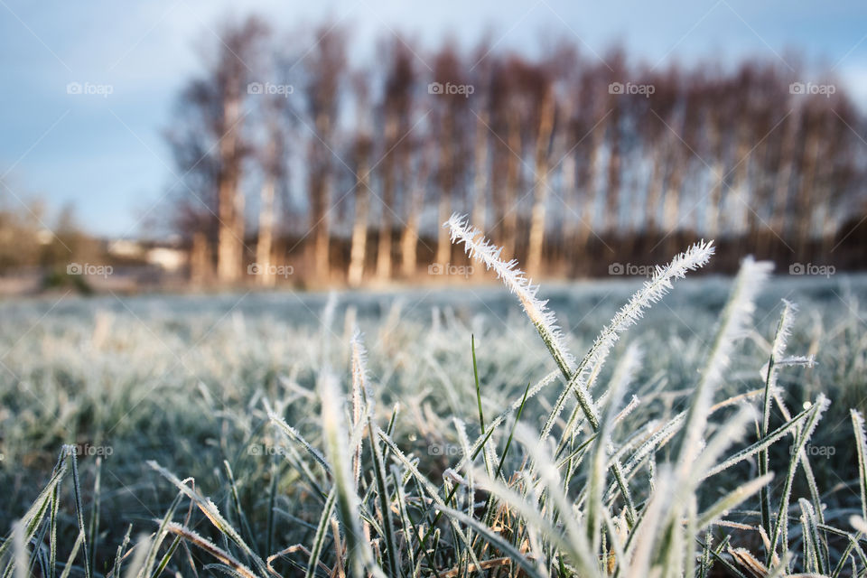 Frost by the forest