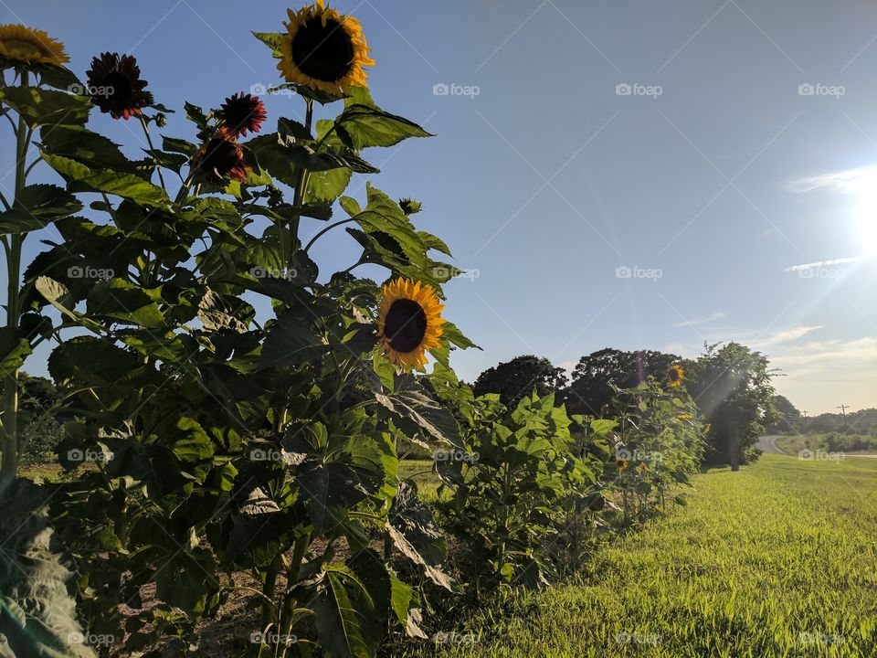 Happy Sunflowers