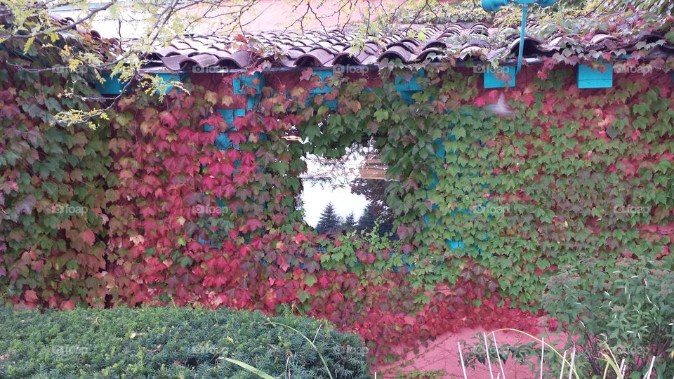 ivy in Fall. Ivy on a building in autumn wisconsin