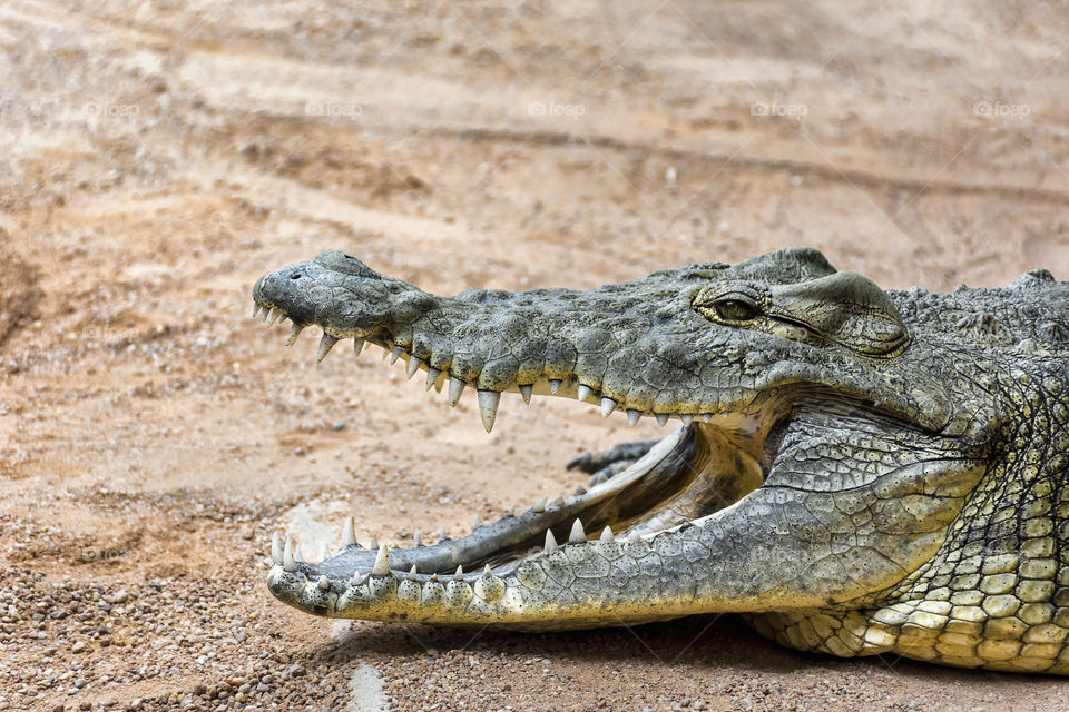 Crocodile with mouth opened