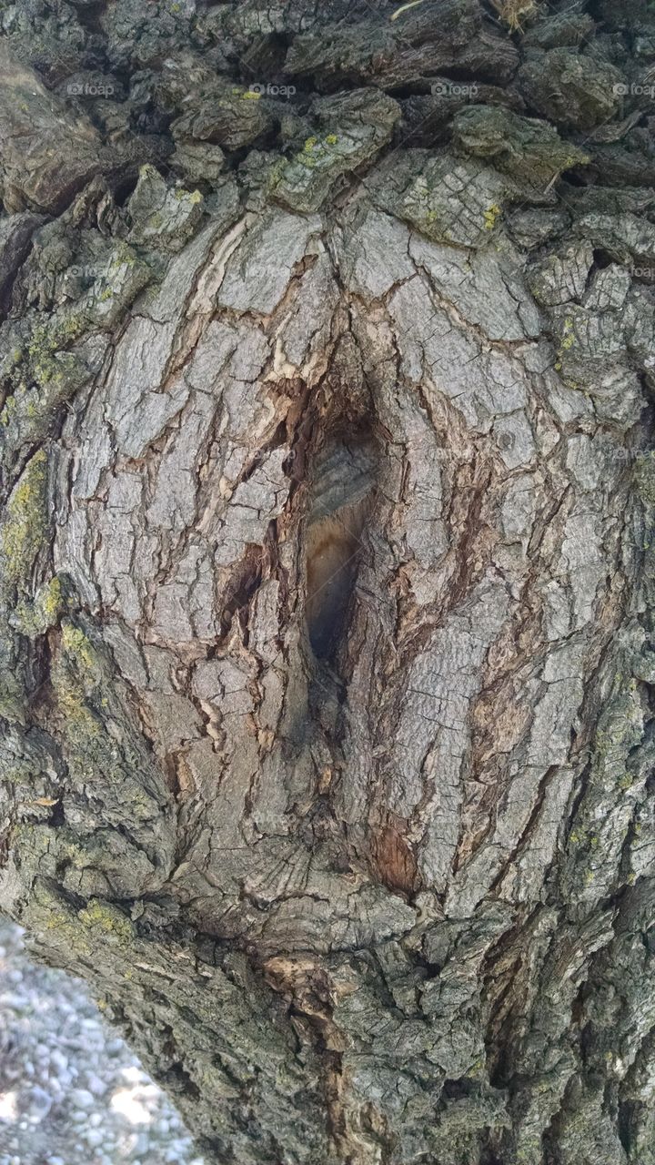 tree knot. tree in my yard
