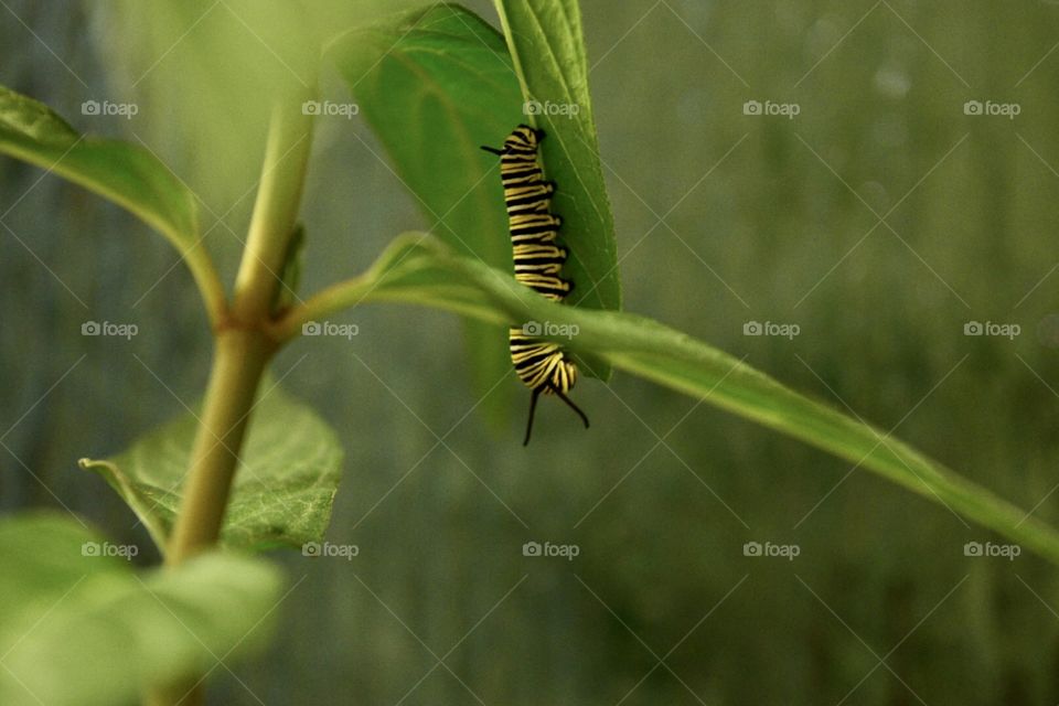 A monarch caterpillar munches away on some fresh milkweed. The caterpillar is in its last stage before forming a chrysalis.