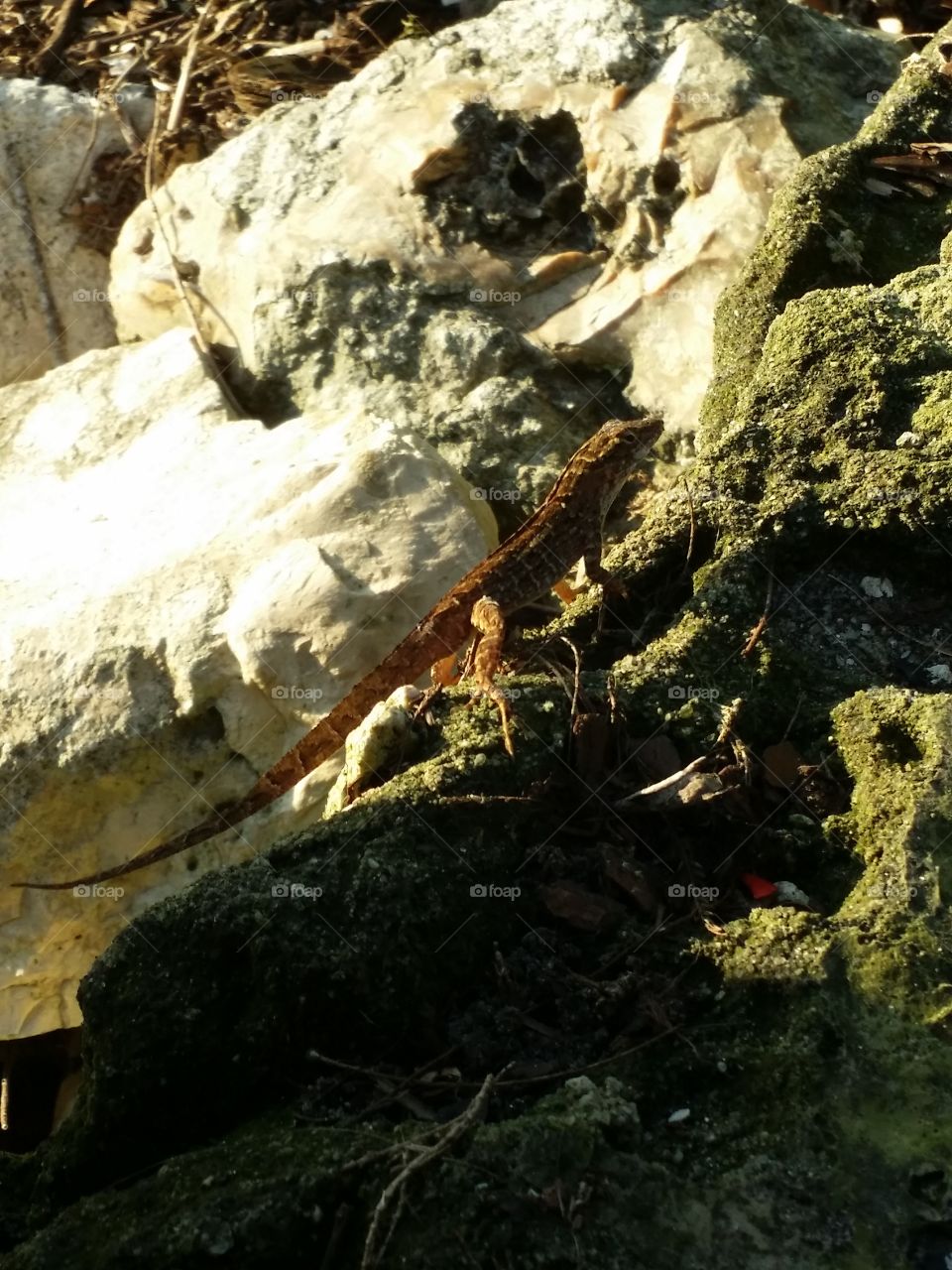 Lizard On The Rocks. Took this at Cranes Roost in Altamonte Springs Florida. 