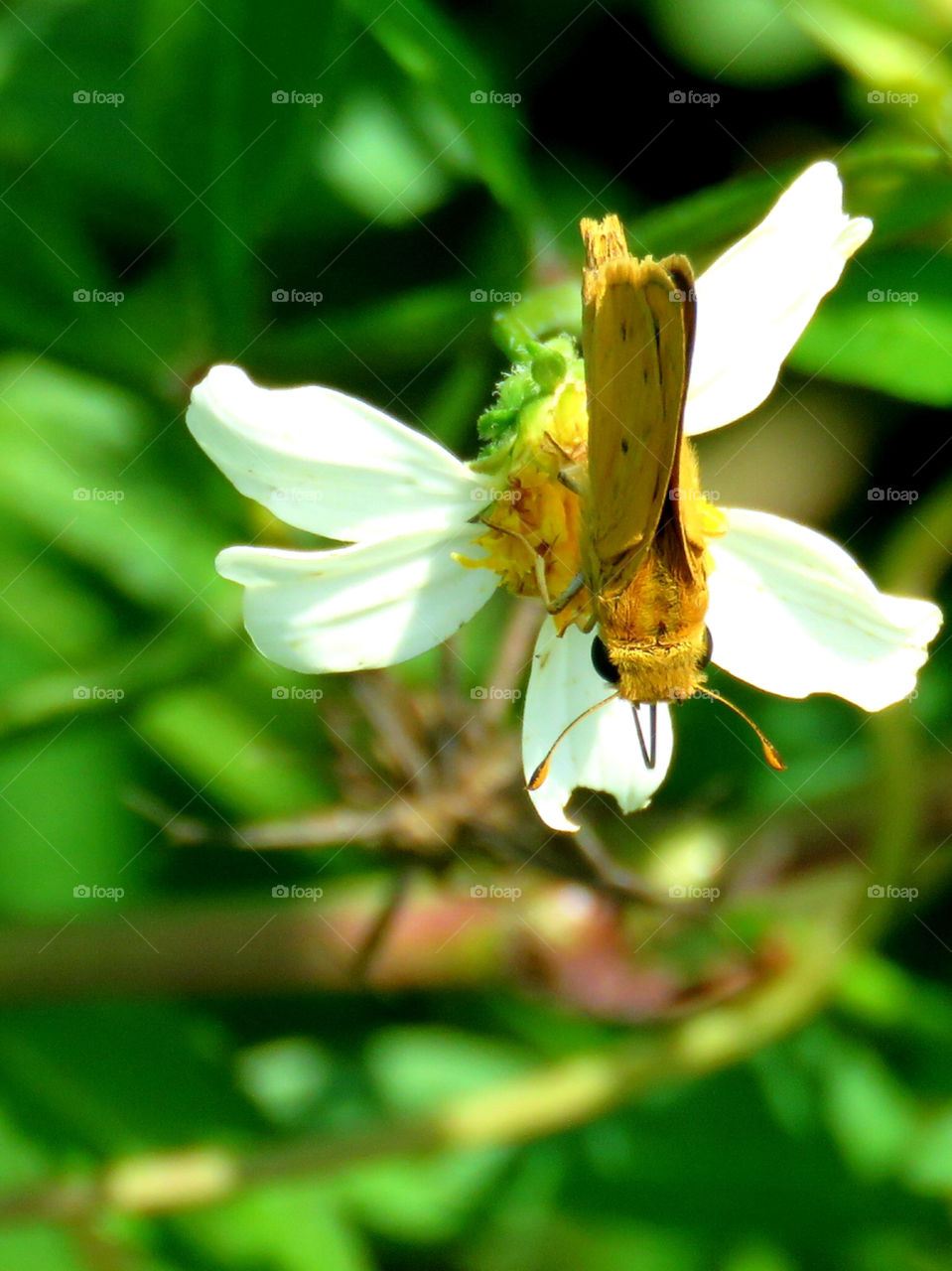 Fiery skipper on flower
