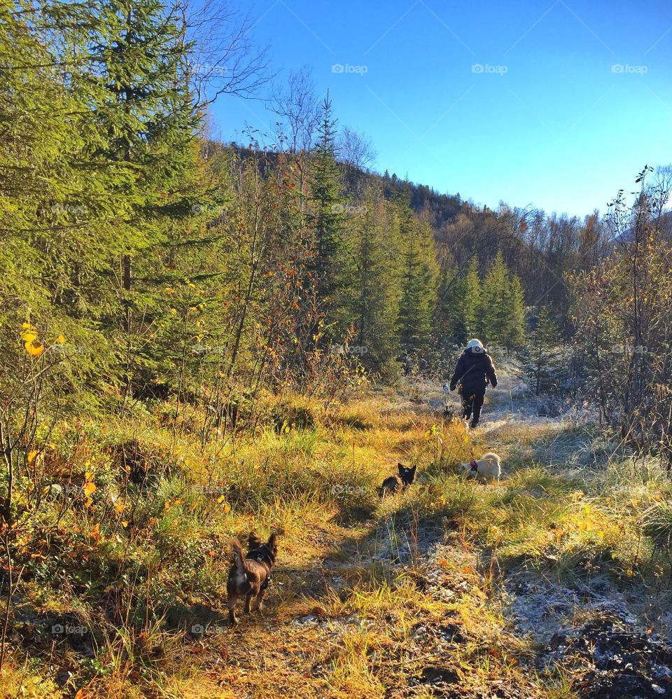 Woods of Håkvik 