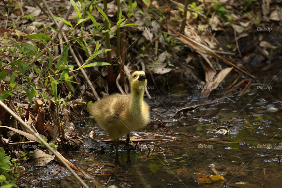 Baby gosling taking a drink 