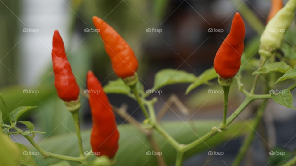 chilli