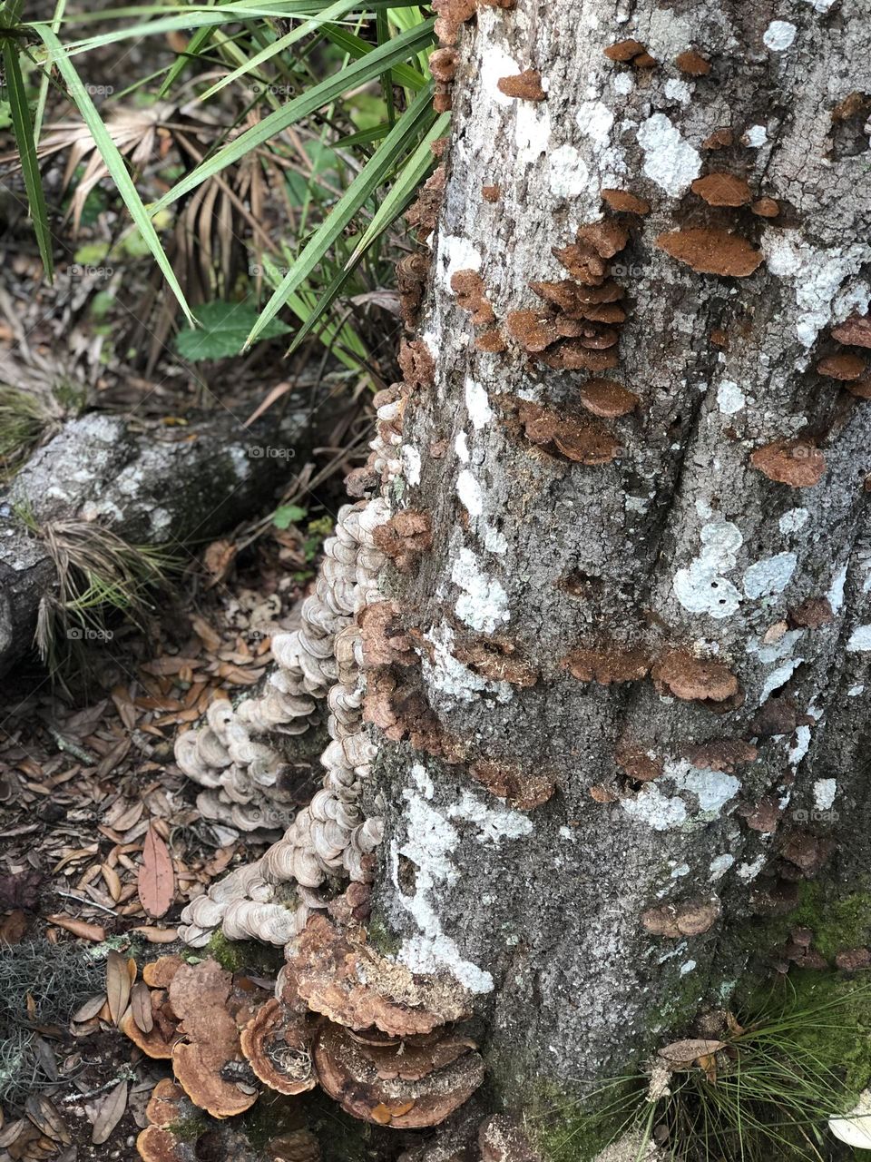 Tree Mushrooms