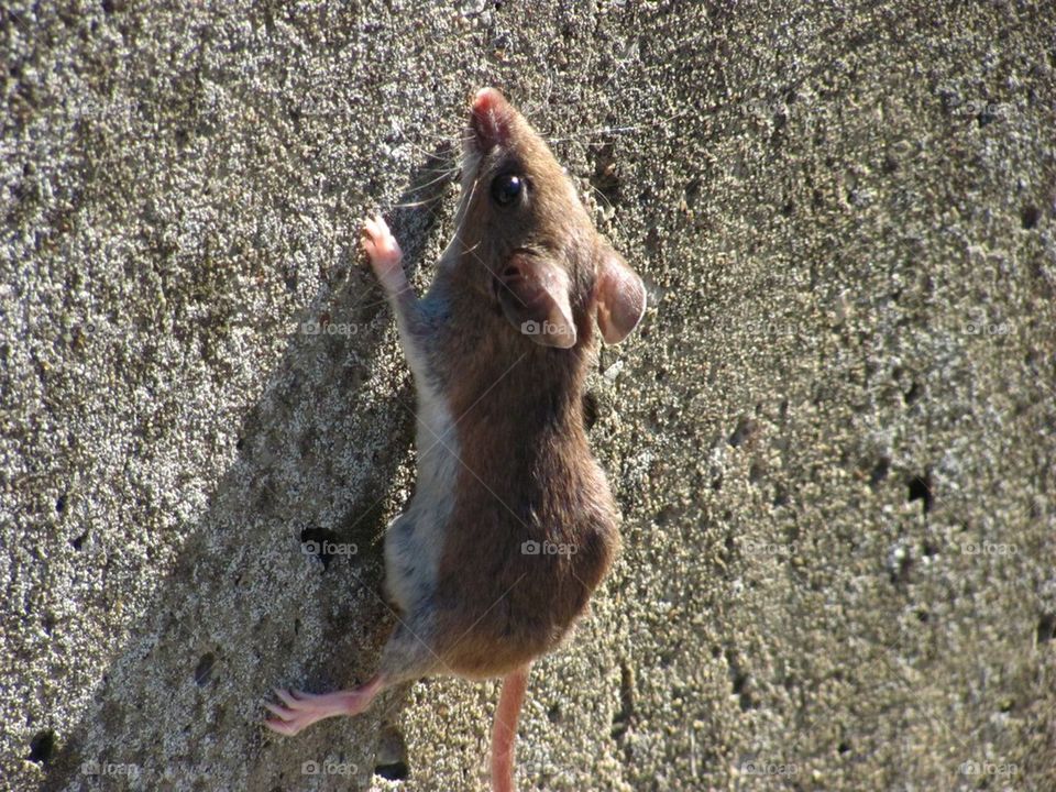 Field mouse seeing the goal while rock climbing