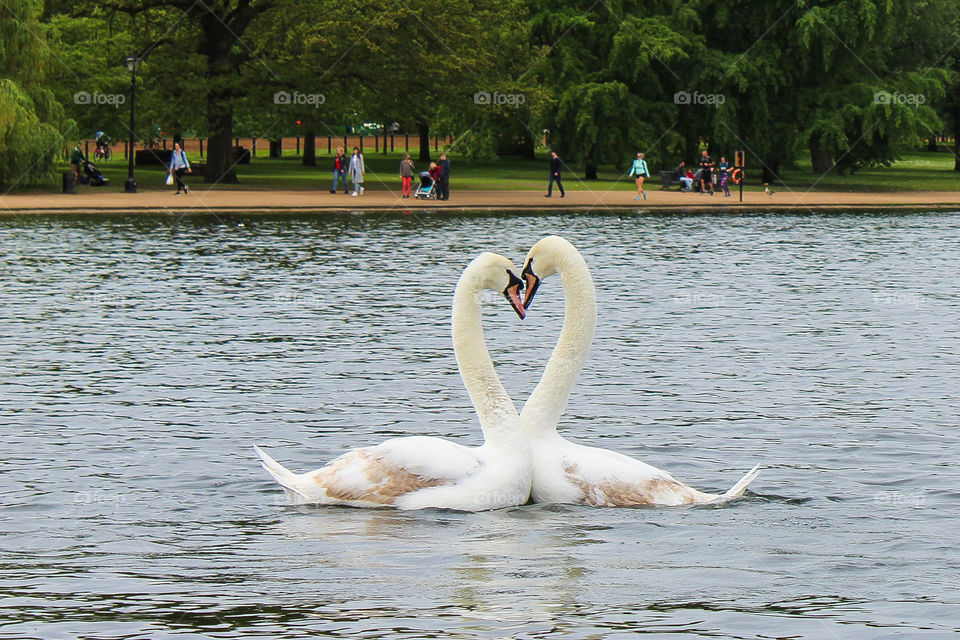 Heart Swans! swans in London