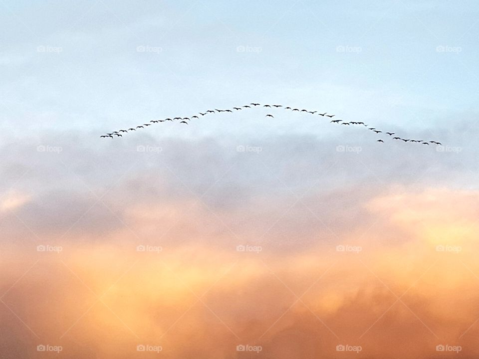 Birds in the sky