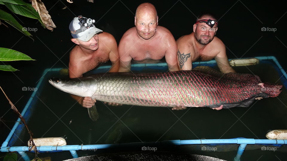 Arapaima 