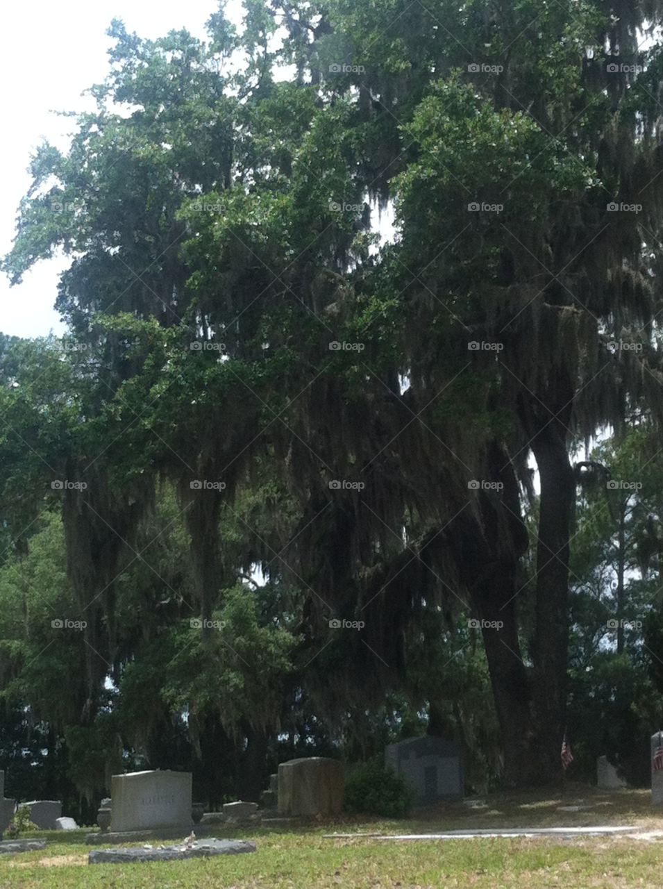 Bonaventure Cemetery