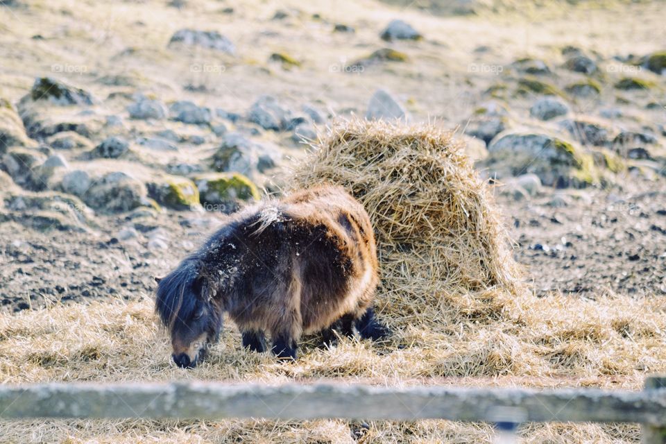 A cute mini pony