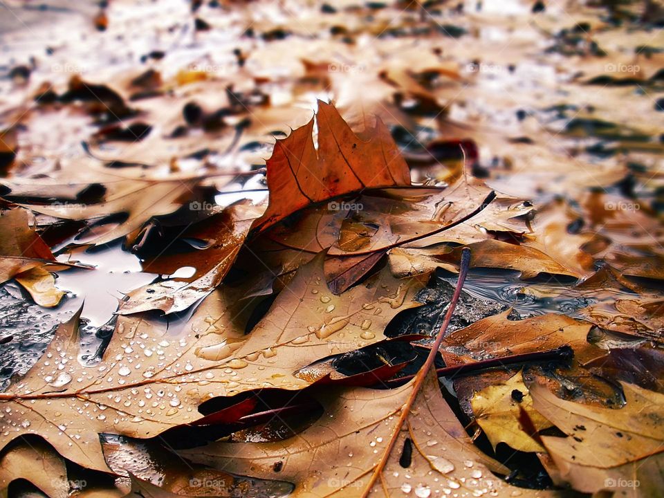 Autumn rainy day 